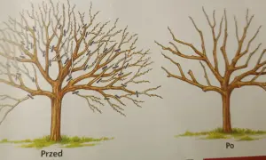 Ilustracje pokazują, jak przycinać stare jabłonie. Drzewo przed przycięciem jest gęste, po przycięciu ma przerzedzone gałęzie.