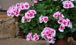 Pelargonie w donicy, kwitnące na różowo i biało, rosną w żyznej ziemi do pelargonii.