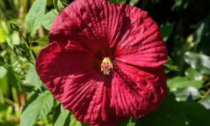 Duży, karminowy hibiskus z żółtym środkiem. Idealny czas, by pomyśleć, kiedy przycinać hibiskus, by pięknie kwitł.