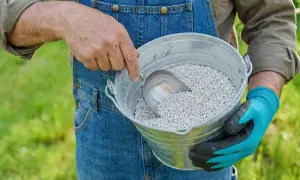 Ogrodnik w ogrodniczkach nabiera łopatką białe granulki wapna magnezowego z metalowego wiadra.
