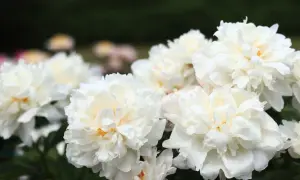 Kwitnące, białe piwonie, jedne z najpiękniejszych odmian piwonii, tworzą bujne kępy na tle zieleni.