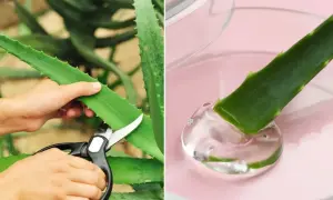 Jak przycinać aloes? Krok po kroku do zdrowia i cennego żelu