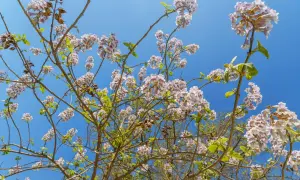 Paulownia: Jak przycinać? Prosty pień, liście, kwitnienie krok po kroku