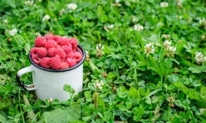 Maliny Polana: Cięcie dla obfitych zbiorów. Kiedy i jak?