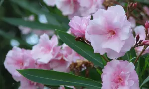Delikatne, różowe kwiaty oleandra, choć piękne, budzą pytanie: czy oleander jest trujący? Jego urok skrywa niebezpieczeństwo.
