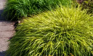 Kępa Hakonechloa odmiany 'Aureola' z żółto-zielonymi liśćmi, rosnąca obok ścieżki z kamieni.