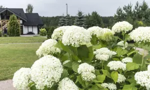 Biała hortensja krzewiasta w pełni kwitnienia, gotowa do przycinania. W tle dom i las.