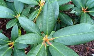 Gęste, zielone liście rododendrona. Idealny czas, kiedy sadzić rododendrony, to wiosna lub jesień, aby zapewnić im najlepszy start.