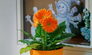 Pomarańczowa gerbera doniczkowa kwitnie na tle zimowych ozdób okiennych, dodając ciepła w chłodne dni.
