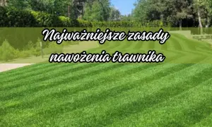 Zadbany trawnik to efekt stosowania odpowiednich nawozów mineralnych. Poznaj najważniejsze zasady nawożenia trawnika, by cieszyć się jego zielenią.