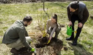 Trzy osoby sadzą drzewko. Kiedy sadzić czereśnie? Najlepiej wiosną lub jesienią, gdy pogoda jest łagodna.