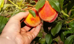 Ręka zbiera dojrzałą brzoskwinię z drzewa. Owoc jest pomarańczowo-czerwony, pokryty meszkiem.