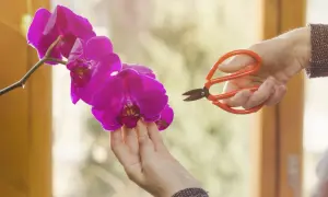 Jak przycinać storczyki? Poradnik krok po kroku do obfitych kwiatów
