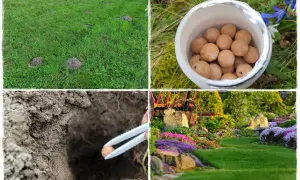 Kret na trawniku? Zobacz, jak pozbyć się kreta, stosując naturalne metody. Kulki w ziemi i piękny ogród.