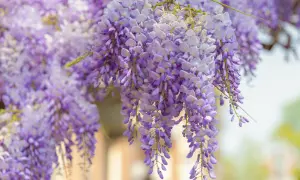 Jak przycinać wisterię? Burza kwiatów gwarantowana!