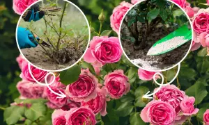 Przycinanie i nawożenie róż. Pielęgnacja krzewów różanych, by pięknie kwitły. Jaka ziemia do róż jest najlepsza?