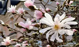 Delikatne kwiaty magnolii, białe i różowe, rozkwitają na gałęziach. Wiosenne przycinanie magnolii pozwoli jej pięknie kwitnąć.