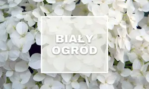 Białe kwiaty hortensji tworzą magiczny, biały ogród.