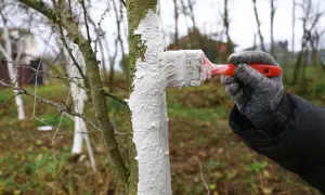 Ręka w rękawiczce maluje pnie drzew na biało. To tradycyjne bielenie drzew w maju chroni je przed szkodnikami i słońcem.