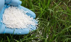 Ręka w niebieskiej rękawiczce trzyma białe granulki siarczanu amonu na zielonym trawniku, gotowa do rozsypania.