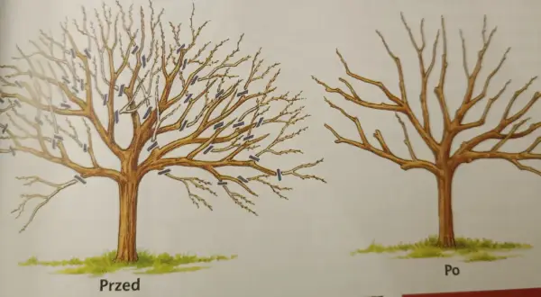 Ilustracje pokazują, jak przycinać stare jabłonie. Drzewo przed przycięciem jest gęste, po przycięciu ma przerzedzone gałęzie.