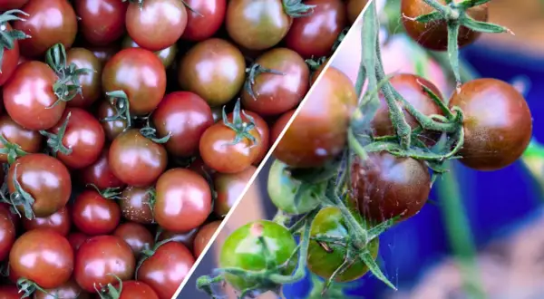 Krzewy z dojrzałymi pomidorami black cherry. Niektóre są już ciemnoczerwone, inne wciąż zielone, gotowe do zbioru.