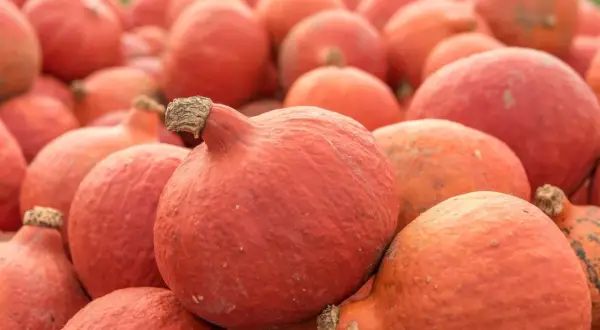 Mnóstwo pomarańczowych dyń hokkaido, gotowych do zbioru. Z nich można uzyskać pyszne nasiona.