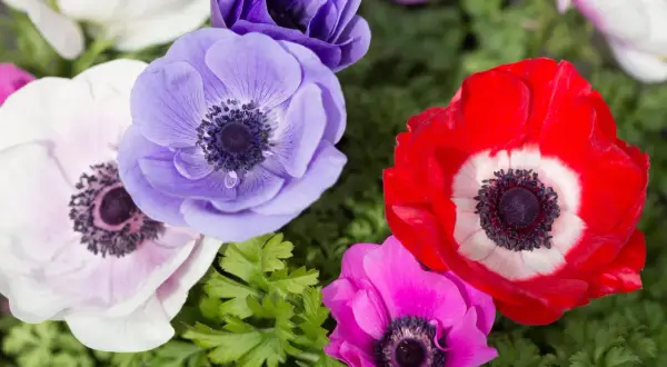 Wiosenny bukiet z czerwonym, fioletowym, różowym i białym **anemonem**.