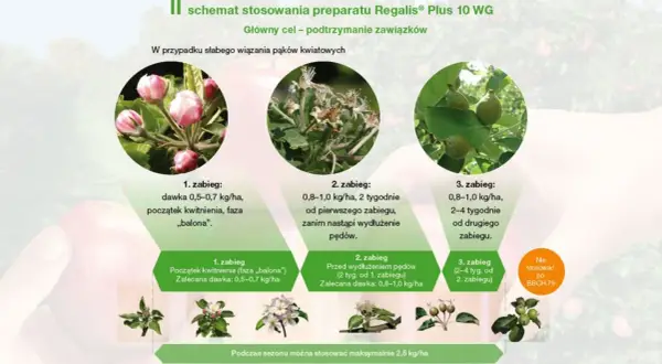 Schemat stosowania preparatu Regalis Plus 10 WG. Pokazuje etapy aplikacji dla podtrzymania zawiązków jabłek, od fazy "balona" do wydłużenia pędów.