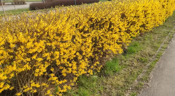 Krzewy forsycji odmiany w pełnym rozkwicie tworzą żywopłot pełen słońca.
