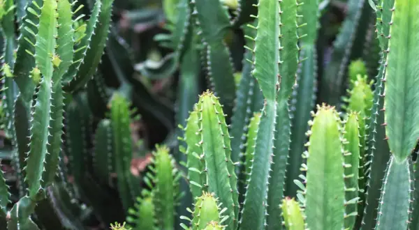 Gęsty las zielonych, kanciastych łodyg kwiatu euphorbia, pokrytych drobnymi kolcami.