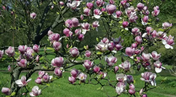 Magnolia: Kiedy sadzić i jak dbać, by kwitła obficie?