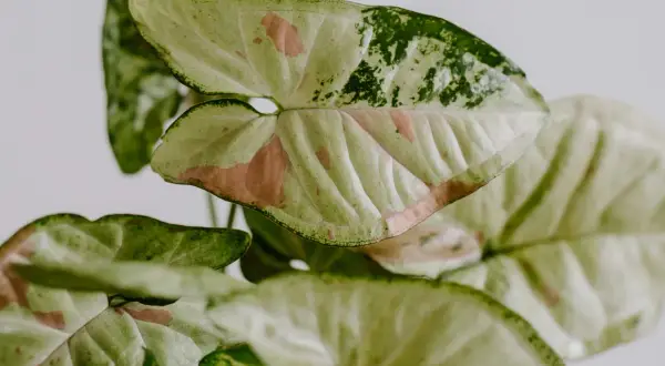 Liście syngonium odmiany 'Mojito' z zielonymi i różowymi plamkami, tworzące mozaikowy wzór.