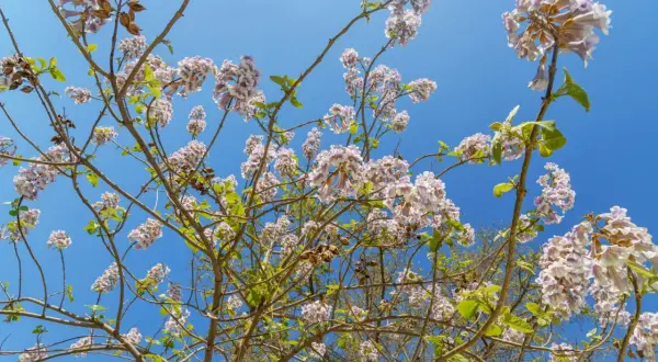 Paulownia: Jak przycinać? Prosty pień, liście, kwitnienie krok po kroku