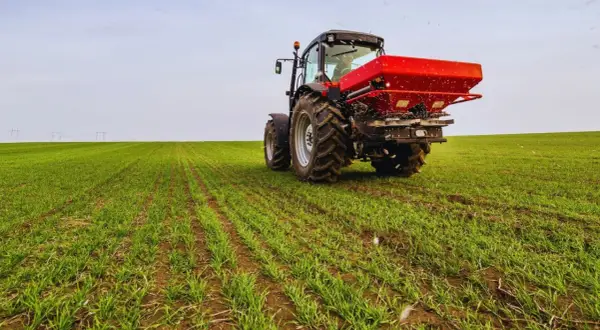 Czerwony traktor rozsypuje nawóz na zielonym polu młodego zboża.