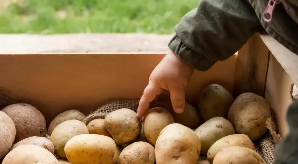 Dziecko wybiera ziemniaki z drewnianej skrzynki. Zastanawiasz się, jaki nawóz pod ziemniaki będzie najlepszy?