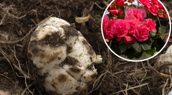 Bulwa begonii w ziemi, obok kwitnących, różowych kwiatów. Czy begonia jest wieloletnia? Tak, z tej bulwy wyrośnie piękna roślina.
