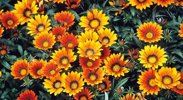 Wiele kwiatów gazania błyszcząca w odcieniach pomarańczu i żółci, z ciemnymi środkami, tworzy barwny kobierzec.