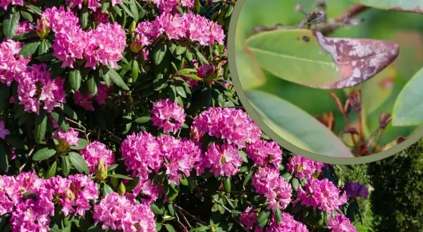 Zdrowy rododendron z pięknymi różowymi kwiatami, obok zbliżenie liścia z objawami fytoftorozy.