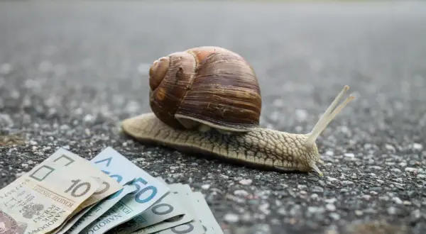 Ile ślimaków na m2 to plaga? Liczby, które musisz znać!