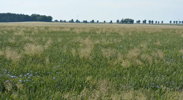 Pole zboża z niebieskimi kwiatami i chwastami dwuliściennymi. W tle linia drzew i błękitne niebo.