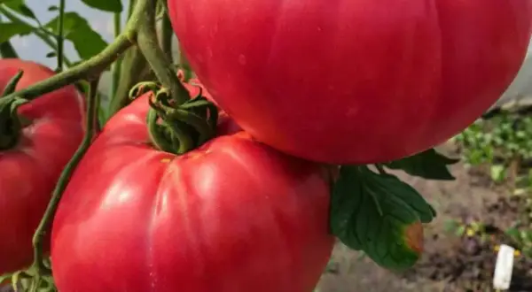 Malinowy kapturek na krzaku pomidora, soczyste, czerwone owoce gotowe do zerwania.