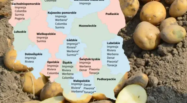 Mapa Polski z odmianami ziemniaków, w tym ziemniaki Riviera w województwie łódzkim i lubelskim.