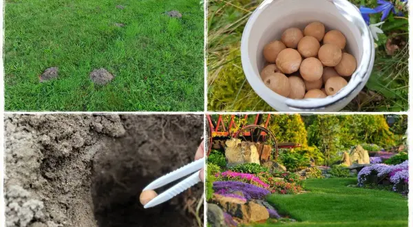 Kret na trawniku? Zobacz, jak pozbyć się kreta, stosując naturalne metody. Kulki w ziemi i piękny ogród.