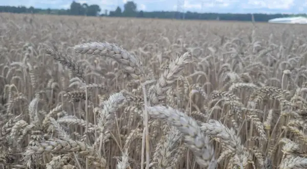 Pole pszenicy dojrzewa, kłosy jakby w rytmie rexade falują na wietrze.