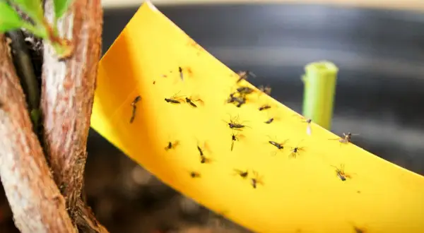 Żółta pułapka lepowa pełna ziemiórek, obok łodygi rośliny. Naturalny sposób na pozbycie się szkodników.