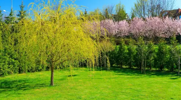 Wiosenny ogród z kwitnącym na żółto salix i różowymi drzewami wiśni.
