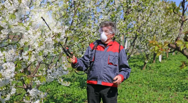 Mężczyzna w masce i okularach ochronnych wykonuje opryski drzew owocowych w kwitnącym sadzie.