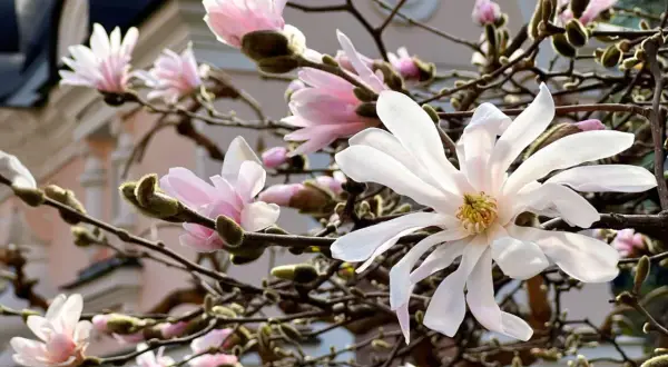 Delikatne kwiaty magnolii, białe i różowe, rozkwitają na gałęziach. Wiosenne przycinanie magnolii pozwoli jej pięknie kwitnąć.