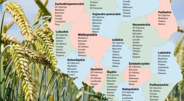 Pszenżyto na słabe gleby: Jak wybrać odmiany i zmaksymalizować plon?